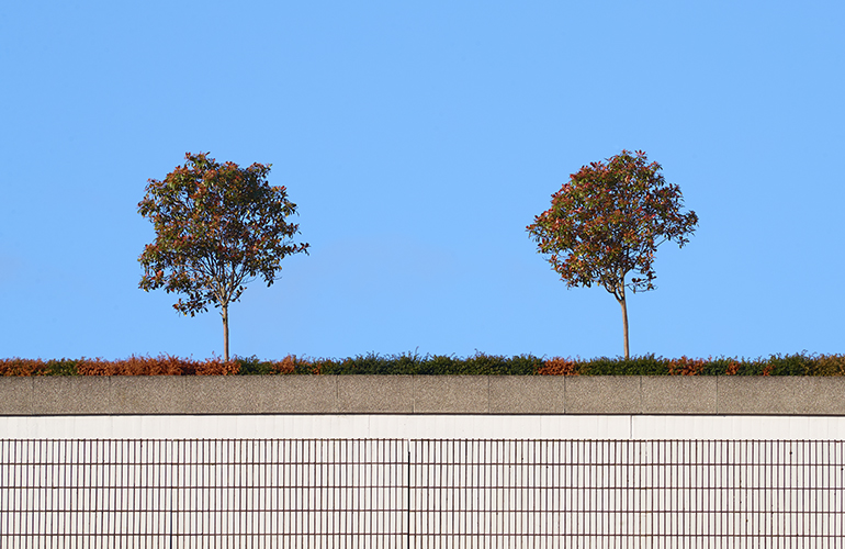 Two tress outside the O2 Academy in Sheffield.