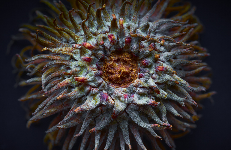 A seed casing in close up